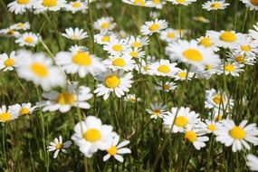 stunningly beautiful Margarite Meadow