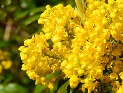 spring bush with yellow flowers