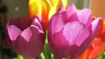 colorful tulips under the bright sun close up
