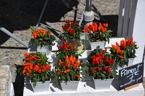 chili peppers in flower pots for sale