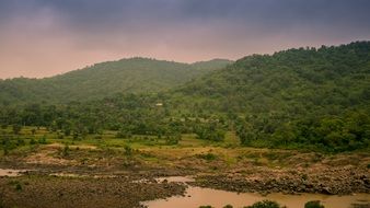 Green forest on a hills