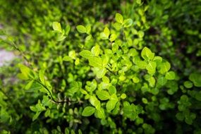 bush with green leaves