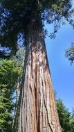 Giant douglas fir tree