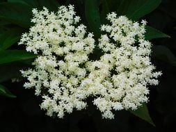 tiny white garden flowers
