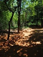 sandy road in the forest in the play of light and shadow