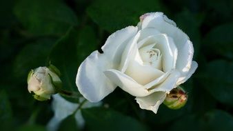 White Rose with buds at dark background