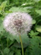 closeup photo of fluffy dandelion among greenery