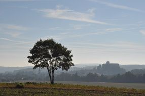 lonely tree in a field against a foggy horizon