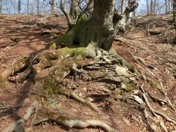 forest in weser uplands