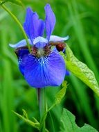 blue iris among green grass closeup