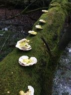 beauty of forest mushrooms