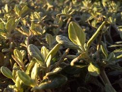 green plants in the rays of dawn