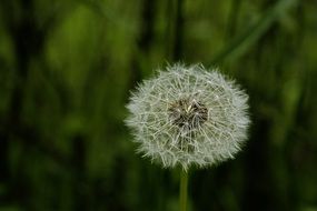 fluffy dandelion on the sidelines