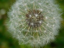 picturesque and pretty Summer Dandelion