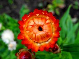 immortelle red flower plant