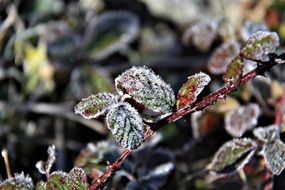 Closeup photo of Frost