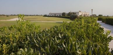 Golf Plants Prato Nature Trees