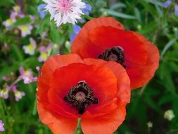 two red Poppies among colorful Wildflowers