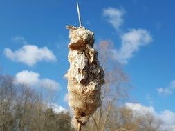 cattail has a brown, fuzzy seeds