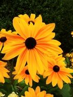 beautiful yellow garden flowers