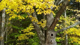 old tree with holes at Autumn