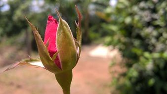 Beautiful blooming Indian rose