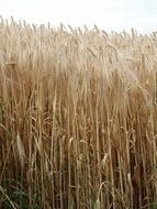 Grain on the field in the summer