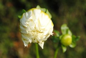 White closed Dahlia in a garden