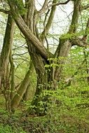 Tree Individually Old Mystical