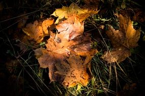 autumn leaves in the play of light and shadow