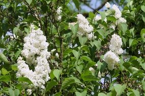 Lilac White Spring Flowers
