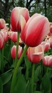 tulip spring flowers