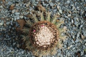 cactus on gray stones close up