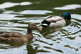 a pair of ducks swims in a forest pond