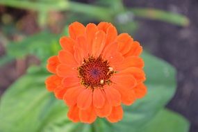 unmatched Zinnia Flower