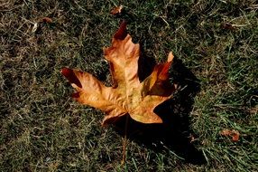 yellow leaf lies on forest land on a sunny day