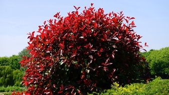 splendiferous Red Bush