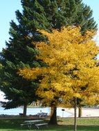 delightful Tree Yellow