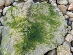 green moss on gray stone
