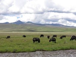 a herd of black cows on a pasture in Litang, China