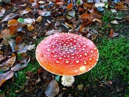 unstable mushroom in the autumn forest