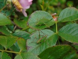 two green grasshoppers on a rose bush