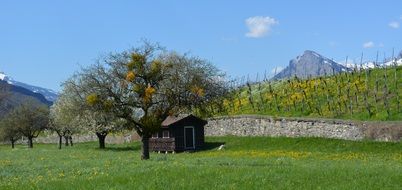 landscape with vineyards