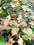 variety of fall foliage