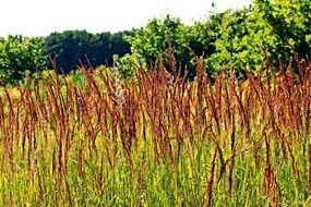 photo of reed thickets