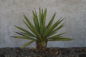 Close-up of the green plant near the white wall on Stromboli