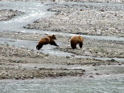 delightful small Brown Bears