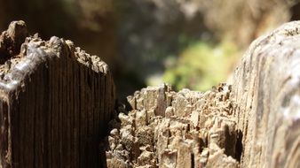 Macro photo of wood