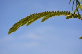 Leaves on the twig