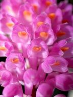 purple orchids as a decoration